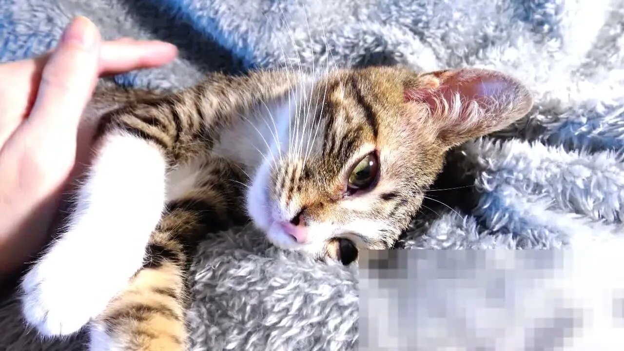 Adorable Purring Kitten Makes Biscuits