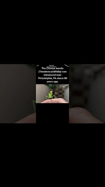 The Mantids We See Most Often in the U S Are Exotic Species #prayingmantis #shorts