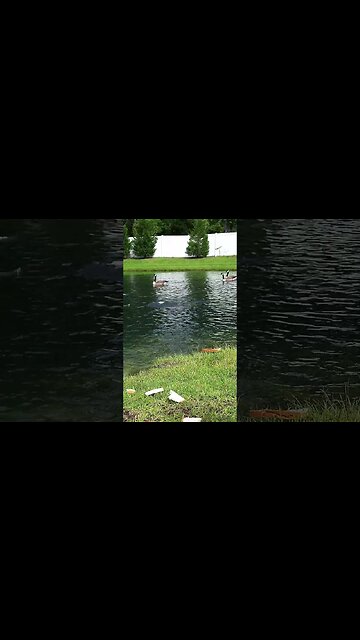 Look who crashed the party #shorts