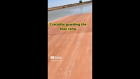 Crocodile guarding the boat ramp