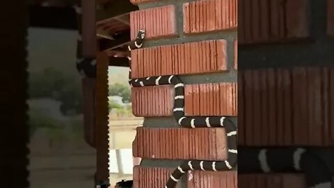 Cuidado con la serpiente 🐍 ⚠️