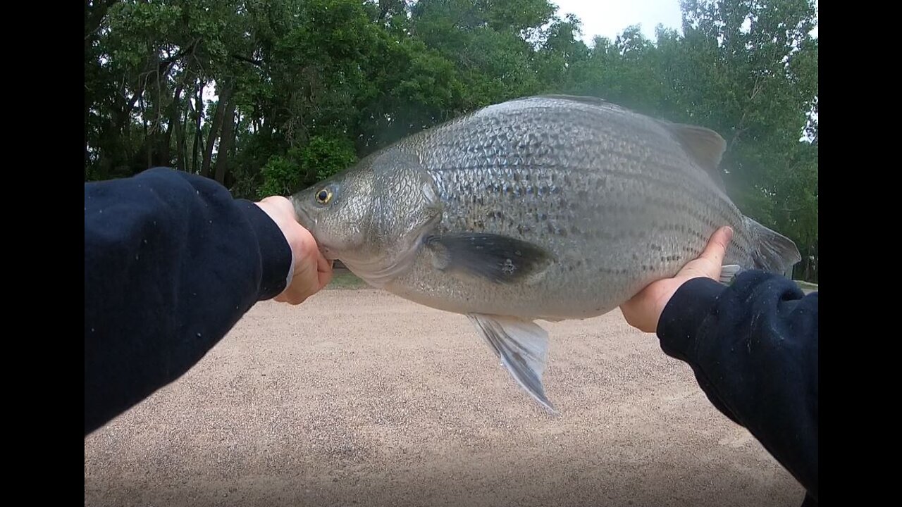 Wiper - 14.5 lbs - Johnson Lake at the Inlet - JUNE 7th, 2022