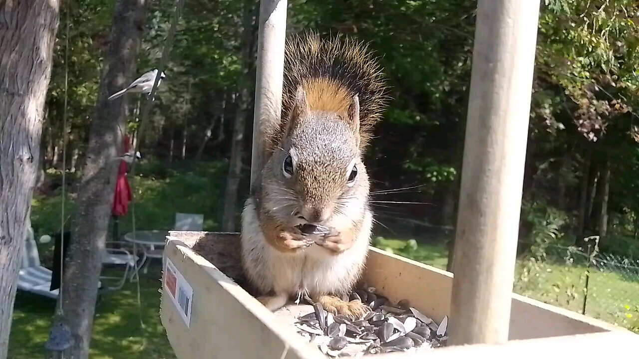 closeup of this years squirrel