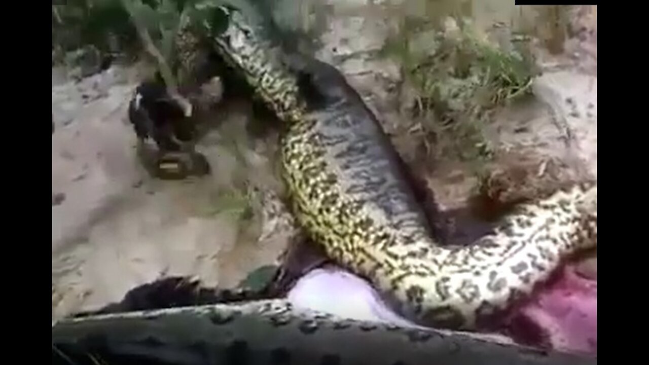 Anaconda swallowed Anaconda