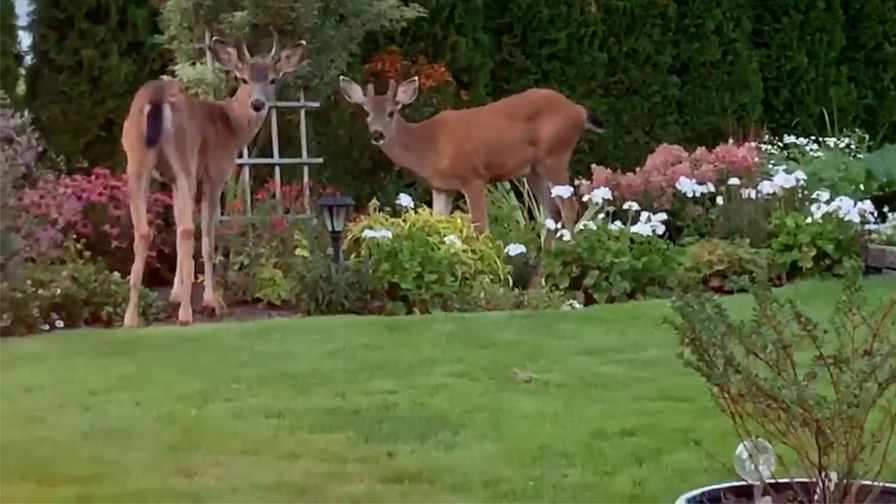 Herd of deer join family around backyard campfire