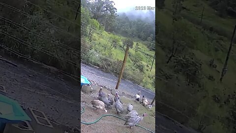 Farm cam: monitoring animals