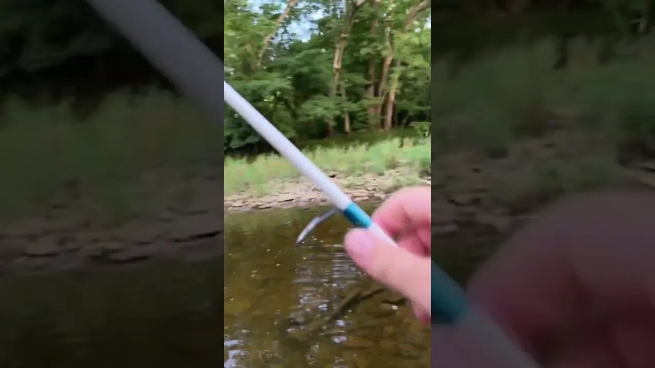 I caught 24 fish on a buzz bait in a a CREEK!!