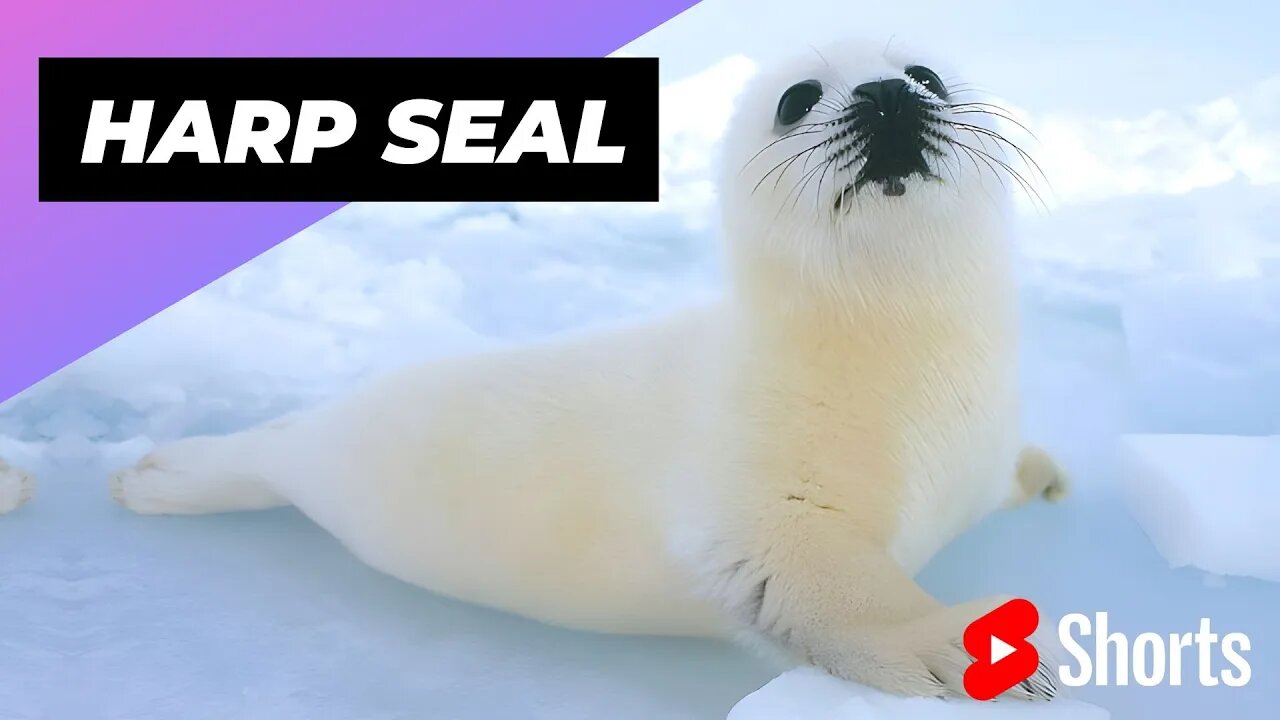 Harp Seal 🦭 One Of Worst Mothers In The Animal Kingdom #shorts