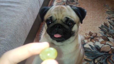 MY DOG EATS GRAPES