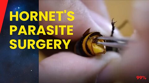 Man Performs Stomach-Churning Surgery on Giant Hornet!