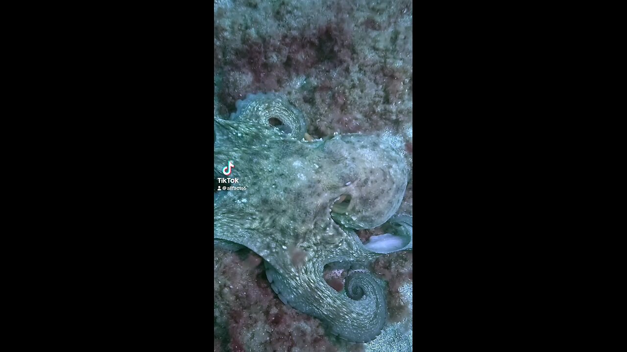 Did you know this about an octopus!🐙