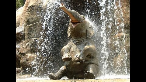 Baby Elephant funny video