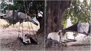 Ces animaux aiment se détendre sur des hamacs