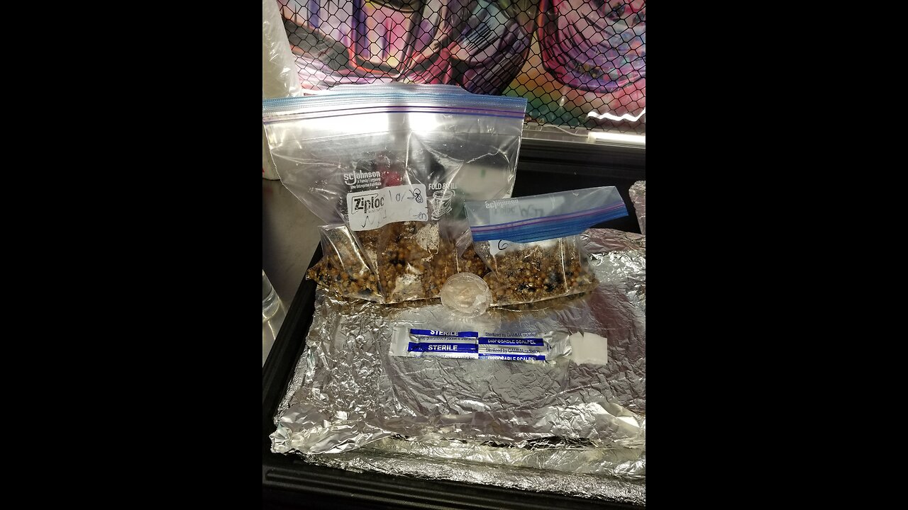 Mycology Mondays #74 Grain 🌾 Inoculation of 2 Ziploc Tek Bags 🍄