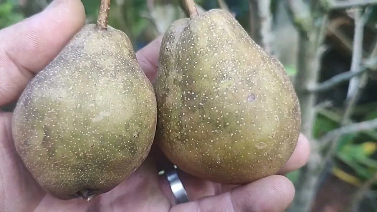 pera produzindo em clima quente no nível do mar estou enviando frutíferas e flores para todo Brasil