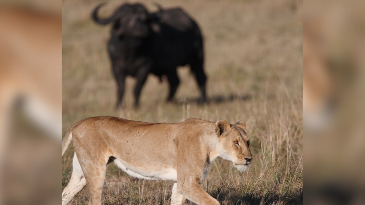 Buffalo Scares Off Lion Mid-Hunt