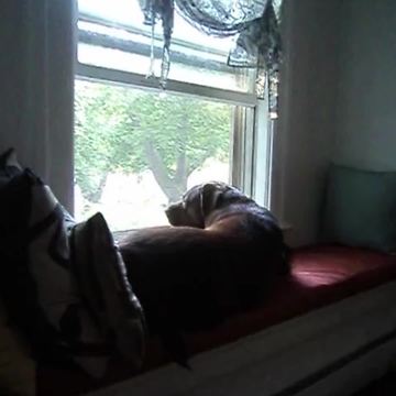 Funny Dog Gets Excited For Cheese