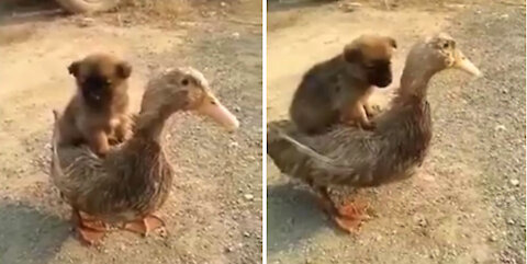 Tiny Dog Rides Duck