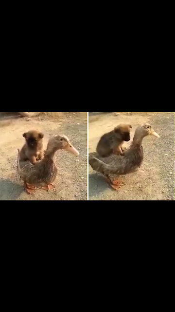 Tiny Dog Rides Duck
