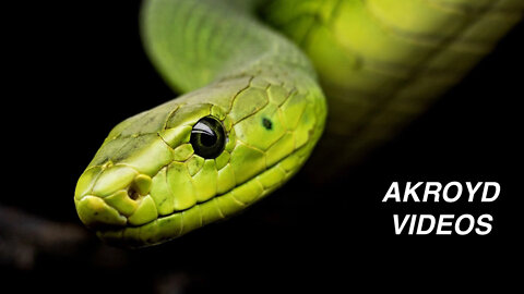 AL WILSON - THE SNAKE