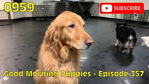 [0959] GOOD MORNING PUPPIES - EPISODE 357 [#dogs #doggos #doggos #puppies #dogdaycare]