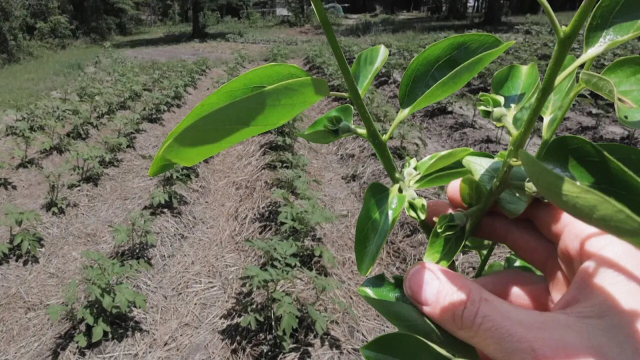 Garden Tour: Abundance in the Grocery Row Gardens plus TONS of Potatoes!