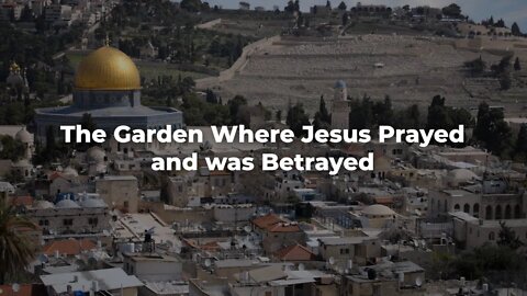 The Garden Where Jesus Prayed and was Betrayed - ISRAEL UPDATE