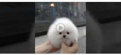 Cute white miniteacup Pomeranian puppy video.😘