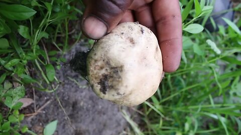 #invasive #mushroom #poisonous