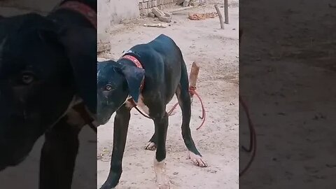 🐕 dogs #shortsviral #vlogger #youtubeshorts #gaming #entertainment #enjoy #dog