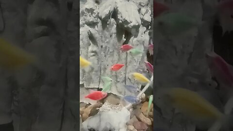 #ikanhiasairtawar #fish #shortvideo #shortsfeed