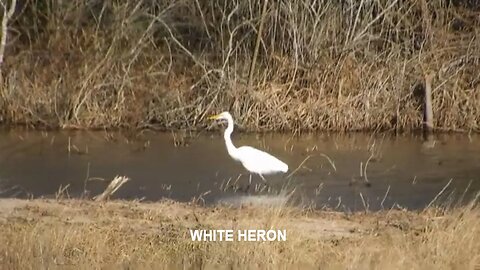 WHITE HERON video by Cynthia A. Silk taken in Katy, Texas USA