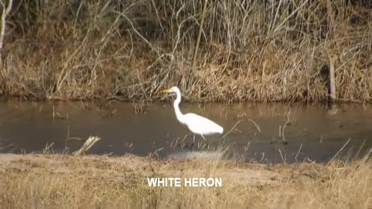 WHITE HERON video by Cynthia A. Silk taken in Katy, Texas USA