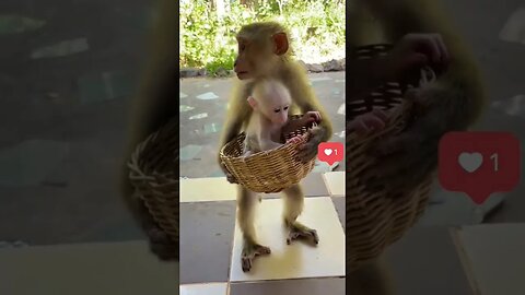 so sad monkey 😥😥😥