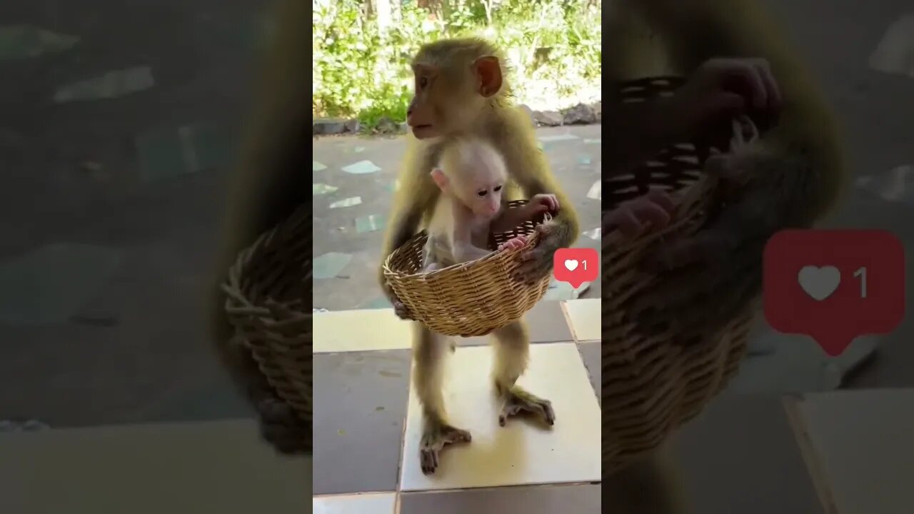 so sad monkey 😥😥😥