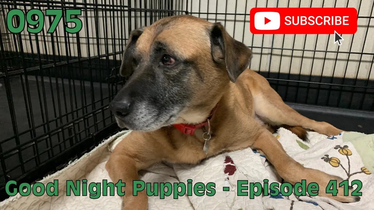 [0975] GOOD NIGHT PUPPIES - EPISODE 412 [#dogs #doggos #doggos #puppies #dogdaycare]