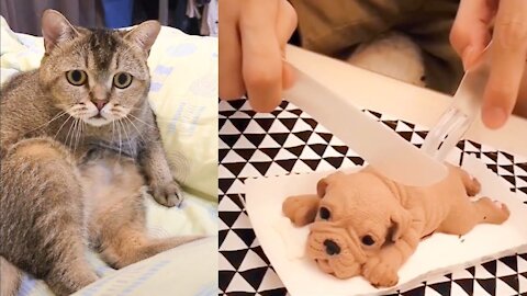 CAT AND DOG REACTIONS TO CAKE CUTTING (FUNNIEST!)