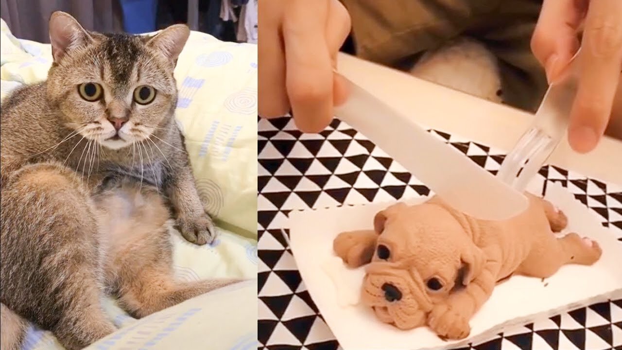 CAT AND DOG REACTIONS TO CAKE CUTTING (FUNNIEST!)