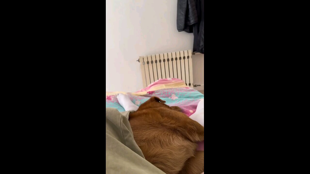 Snitching on my pet dog Xiao Pang, Part 18.