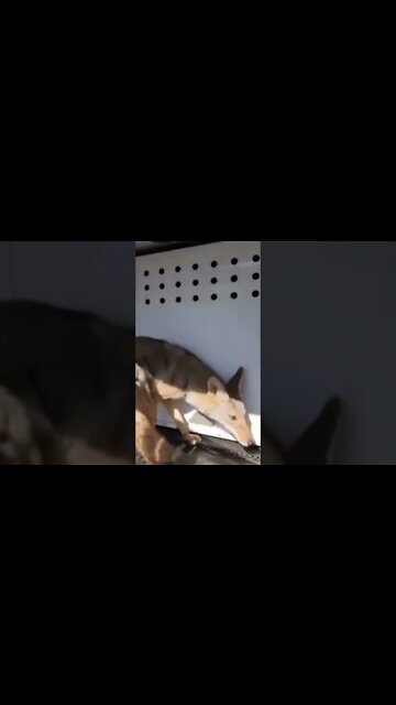 Coyote Wanders in Middle School Bathroom #shorts