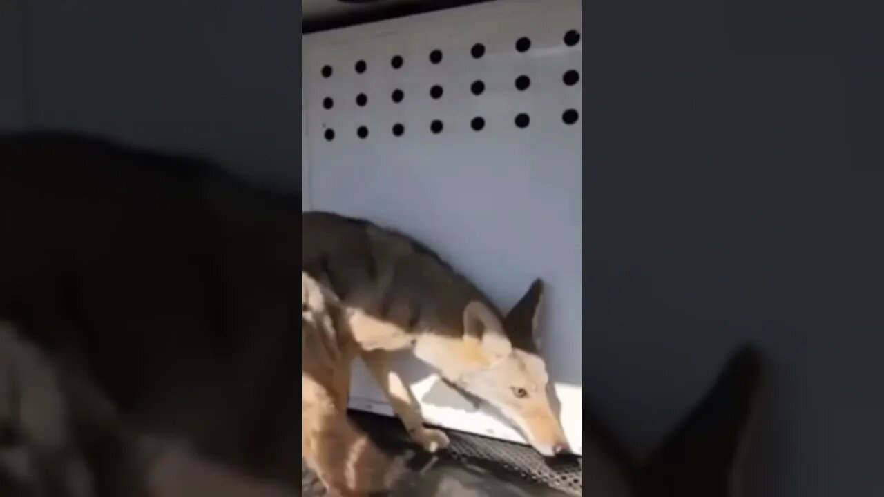 Coyote Wanders in Middle School Bathroom #shorts