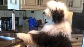 Huge dog is a big help washing the dishes