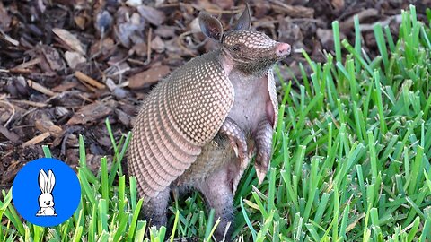 Cute ARMADILLO compilation - NEW 2019