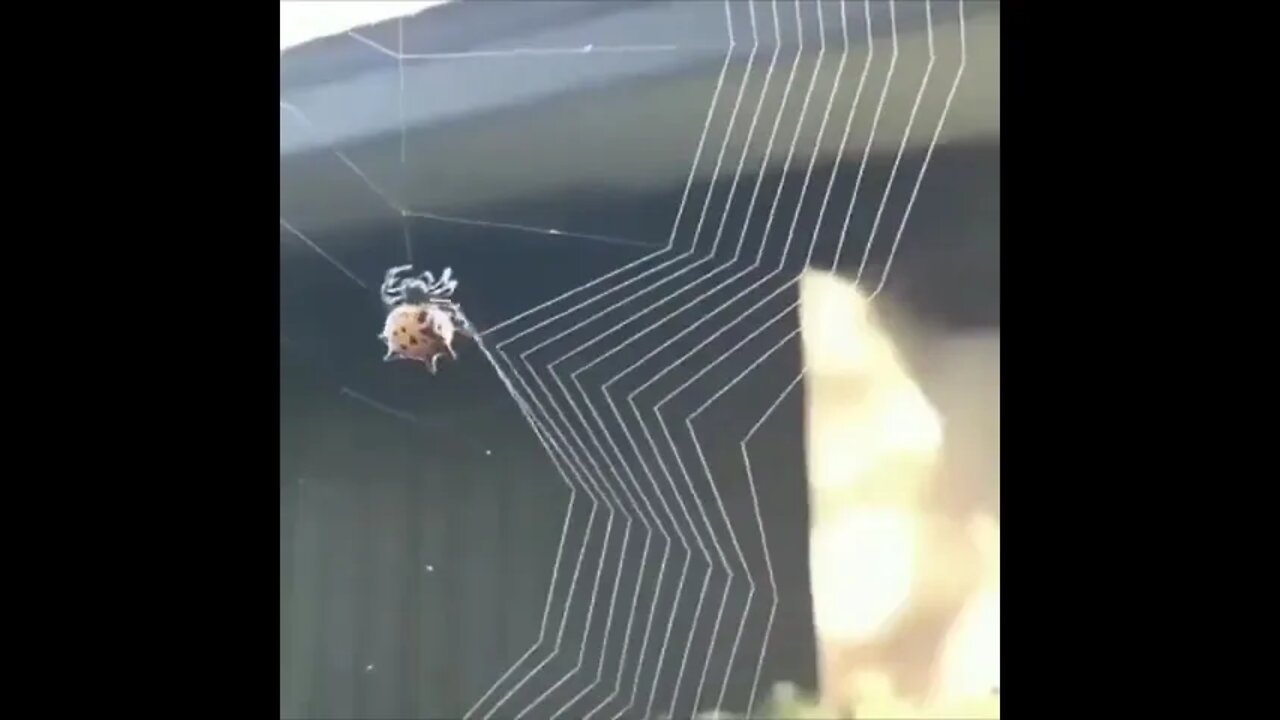 Look at the power of God Insects also become good netting