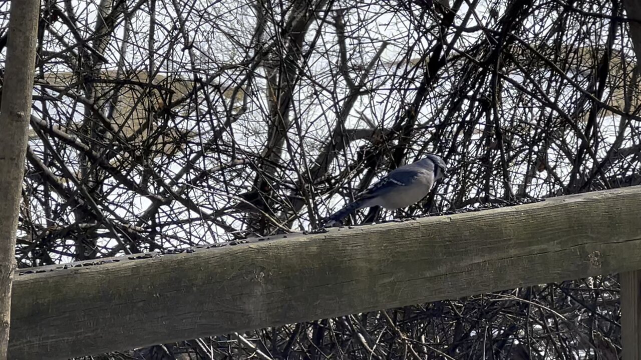 Blue Jay and Cardinals