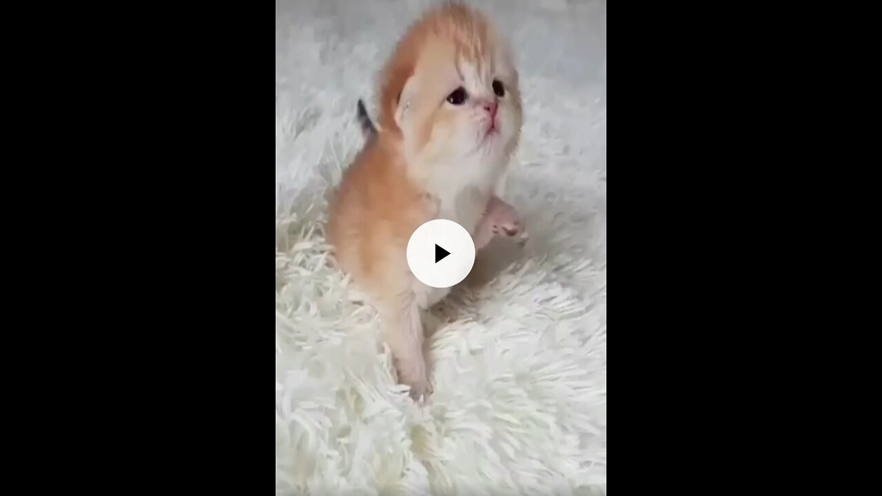 Cute kitten looking for food