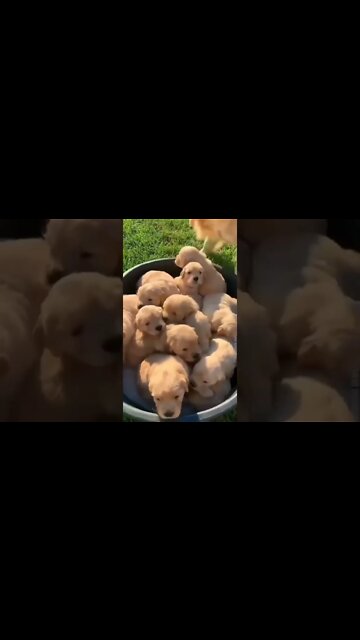 Unconditional LOVE ???, #short