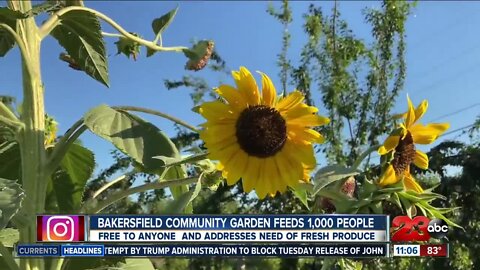 Bakersfield community garden feeds 1,000 people, addresses the need of produce