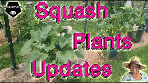#squash #plants #update - #catshobbycorner