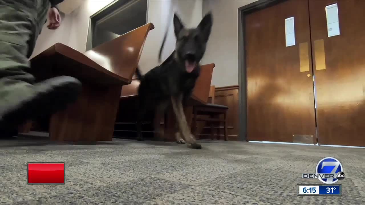 Meet Nuke, Arapahoe County's first bomb-sniffing dog